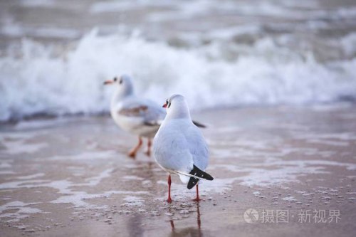 海鸥第一次充电注意事项？