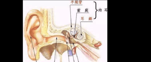 什么原因会导致晕车？是耳朵里面哪个部位的问题呢？