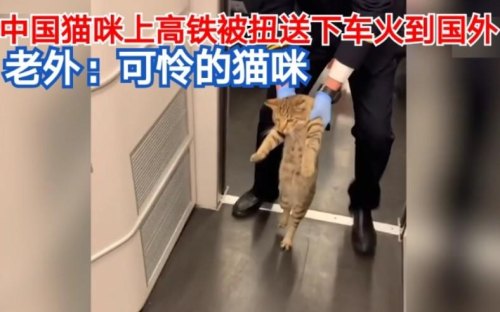 猫怎么背上高铁？