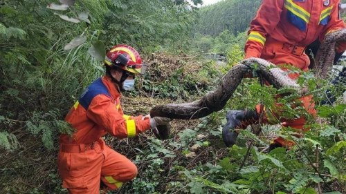 去森林游玩，遇到一大蟒蛇用什么办法逃过一难？