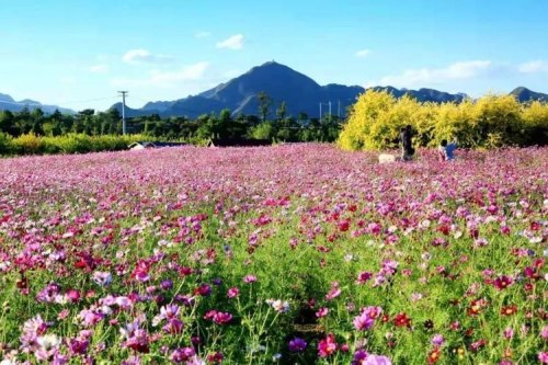 北京15个免费景点花海？