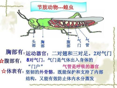 为什么说昆虫的呼吸器官不是气门？